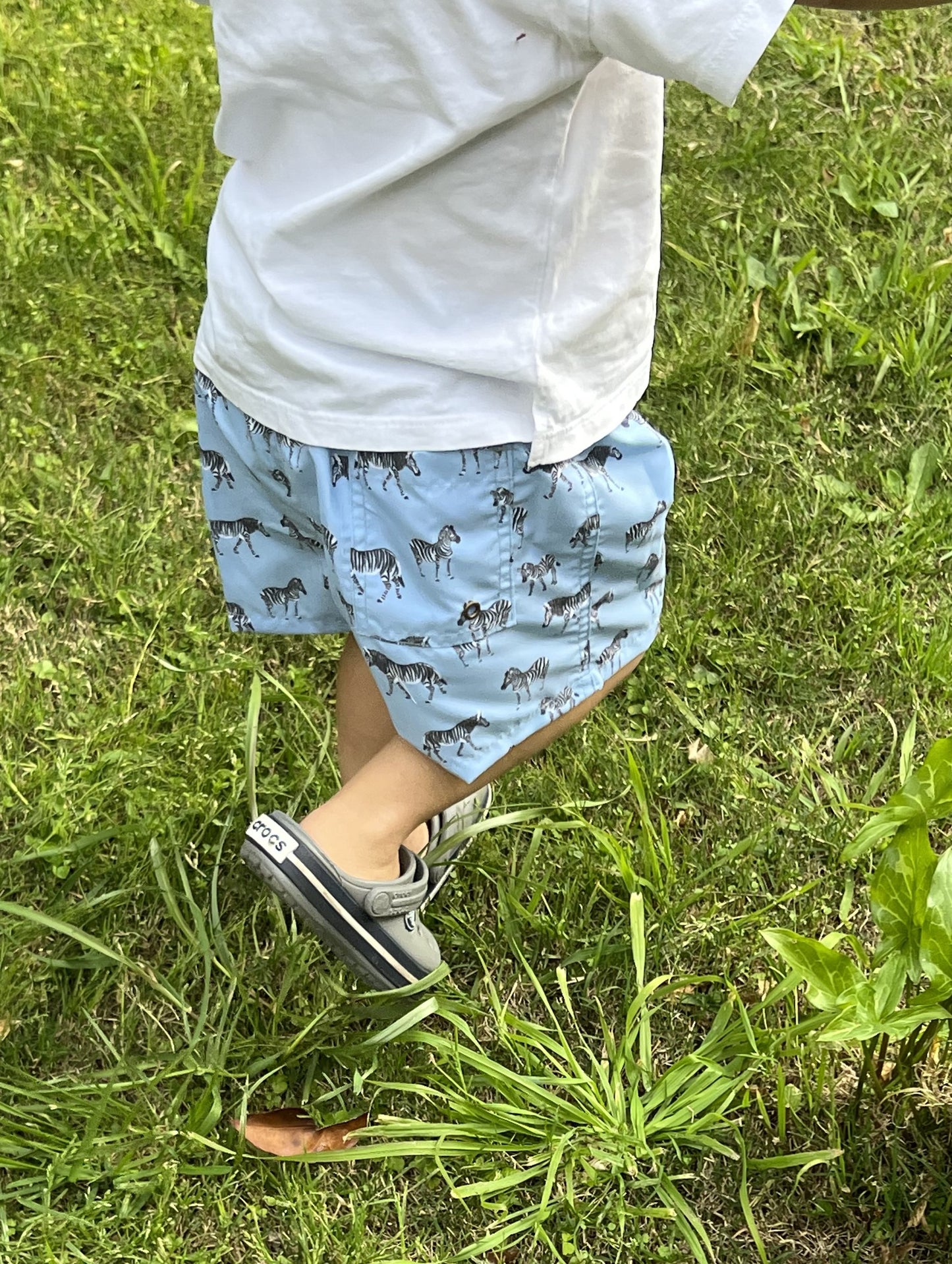 Short Lirio Zebras